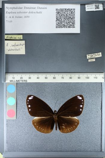 Media type: image;   Entomology 159910